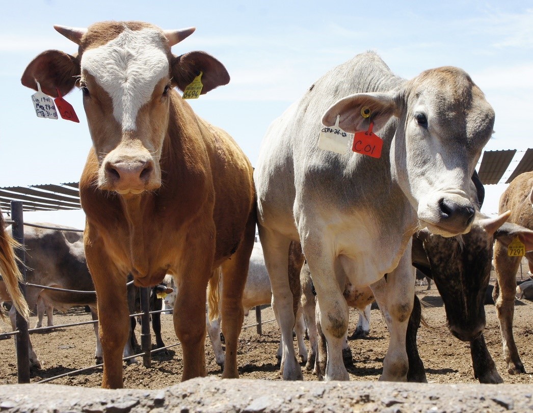 Alcanza detección de gusano barrenador del ganado a 50 por ciento de las entidades federativas