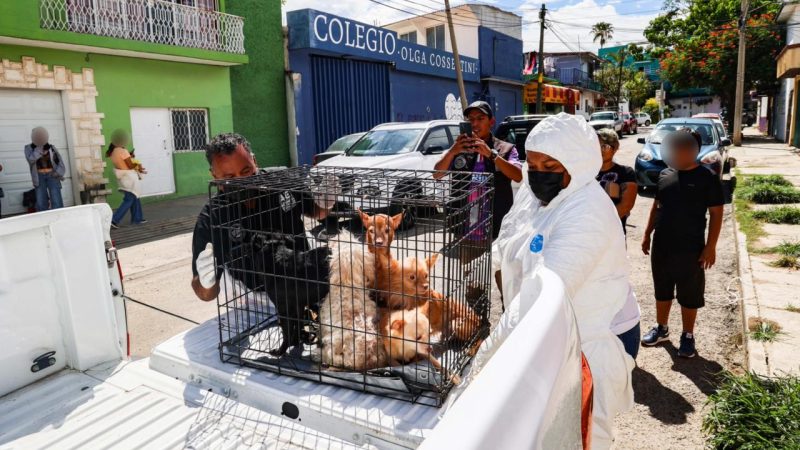 Rescatan a animales de compañía