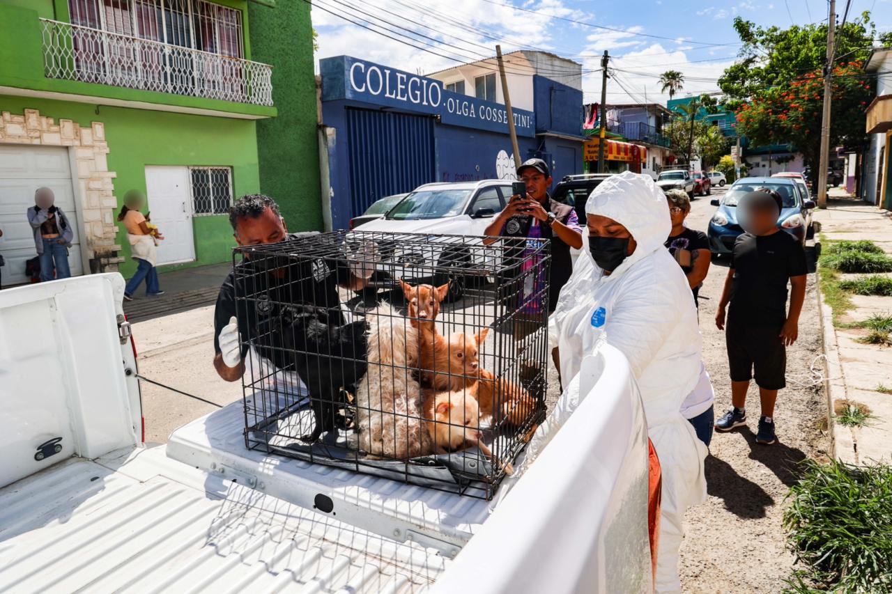 Rescatan a 14 animales de compañía en situación de maltrato en Oaxaca de Juárez; tres presentan sarna: FGEO