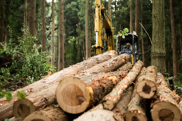 Multioperativo nacional forestal