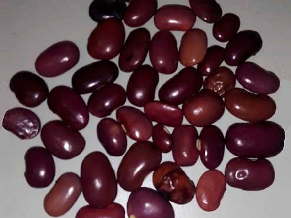 Ayocote, Phaseolus coccinuus L.