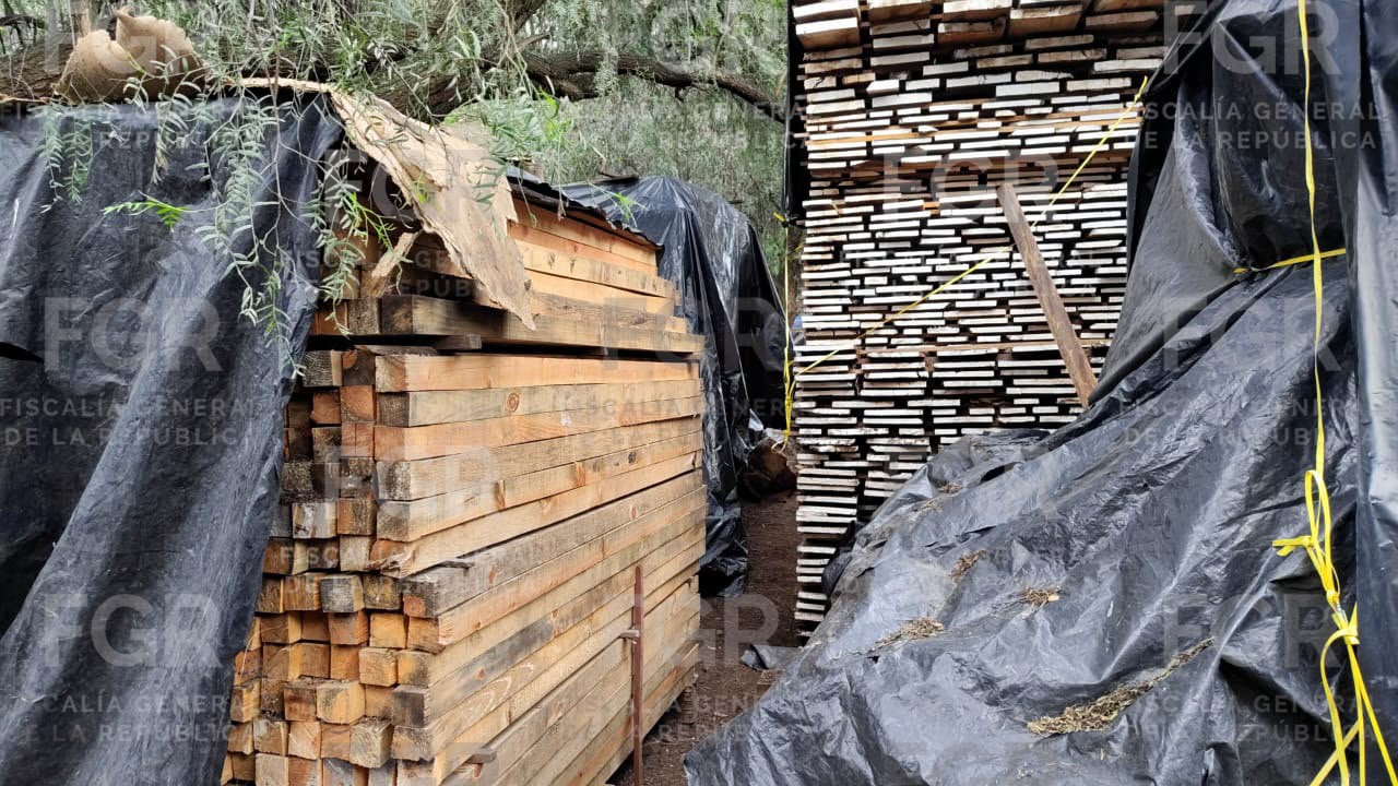 Ejecuta FGR orden de cateo y asegura más de dos mil metros cúbicos de especies forestales