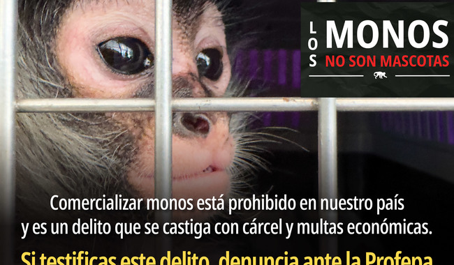 Los monos no son mascota