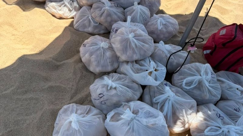 Recuperan huevos de tortuga golfina