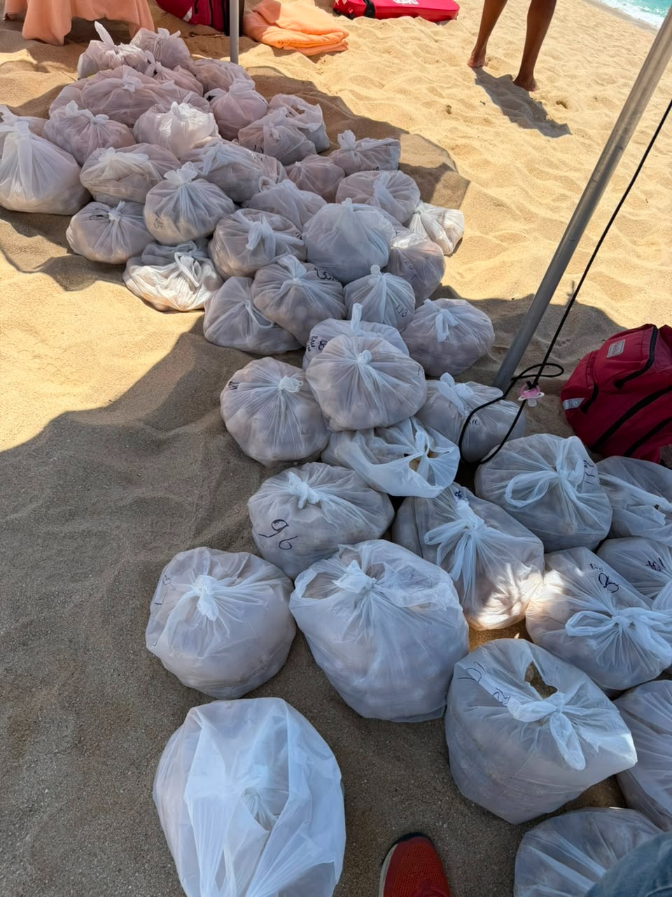 Recuperan Semar y Profepa unos 10 mil huevos de tortuga golfina, en Cabo San Lucas, BCS