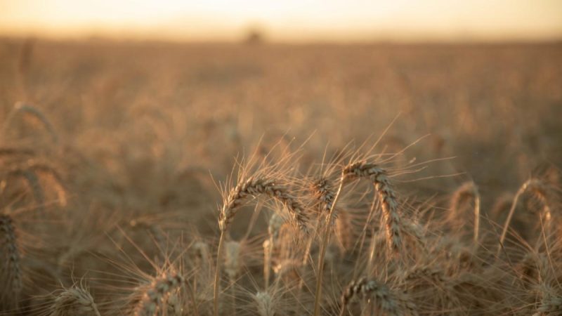 Agricultura regenerativa