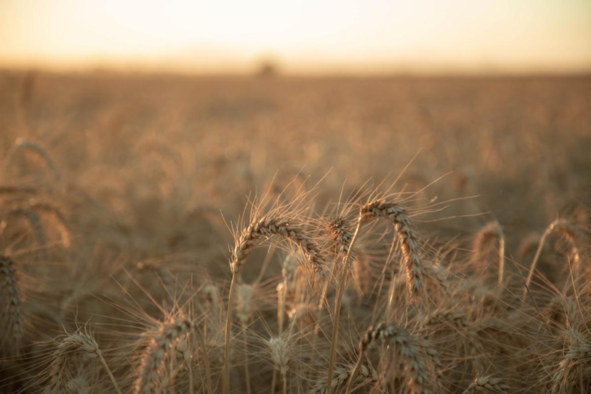 Reporta Grupo Bimbo 73% de crecimiento en agricultura regenerativa, llegando a más de 500 mil hectáreas