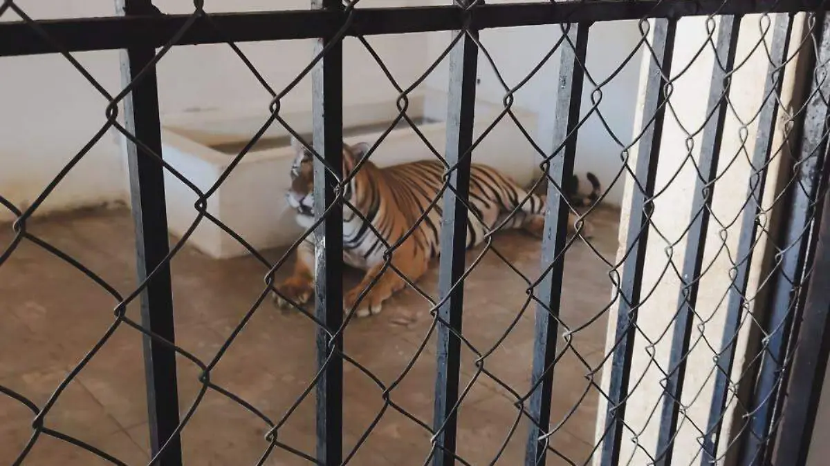 Asegura Profepa dos tigres de bengala en Mazatlán, Sinaloa; el sitio carece de registro otorgado por Semarnat