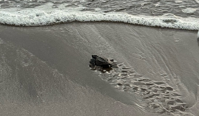Eclosión de 98 huevos de tortuga marina
