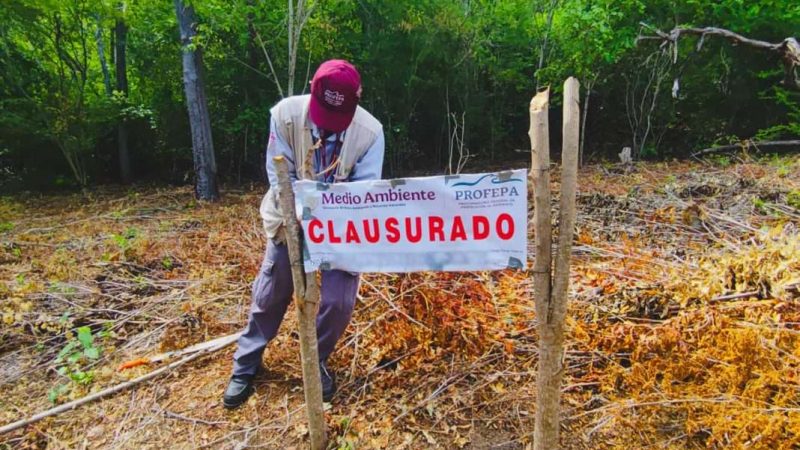Frena remoción de vegetación forestal