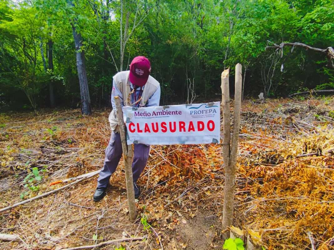 Frena Profepa remoción de vegetación forestal en más de 35 mil m², en tres predios de Oaxaca