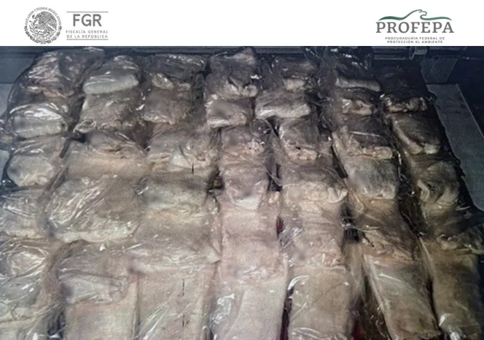 Obtienen FGR y Profepa millonaria reparación del daño y sentencia condenatoria por tráfico ilegal de vejigas natatorias de totoaba