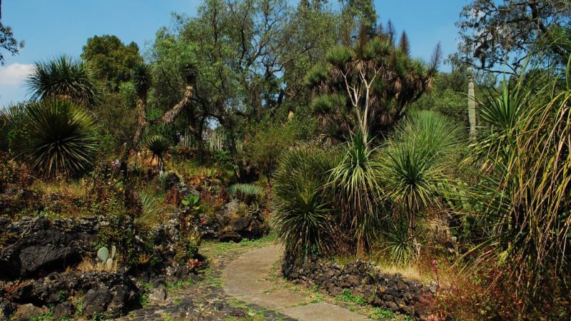 Reserva Ecológica de la UNAM
